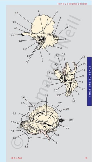 The A to Z of the Bones of the Skull




                    eill
                  aN
                   nd

                                                           BONES OF THE SKULL
                ma
       rA
©D




© A. L. Neill                                        66
 