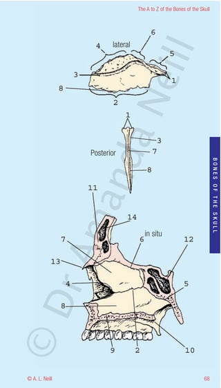 The A to Z of the Bones of the Skull




                        lateral




                                  eill
                       aN
                 Posterior
                   nd

                                                                         BONES OF THE SKULL
                ma


                                     in situ
       rA
©D




© A. L. Neill                                                      68
 