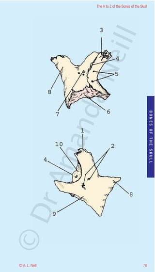 The A to Z of the Bones of the Skull




                    eill
                  aN
                   nd

                                                           BONES OF THE SKULL
                ma
       rA
©D




© A. L. Neill                                        70
 