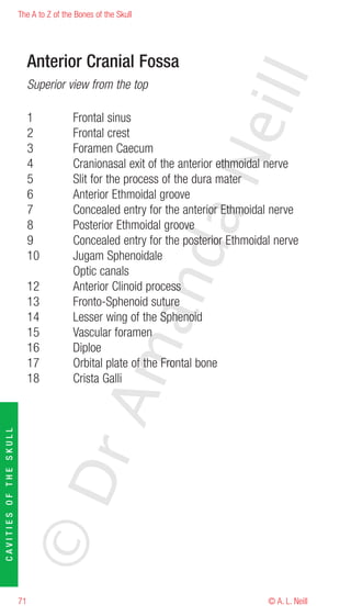 The A to Z of the Bones of the Skull




                             Anterior Cranial Fossa




                                                                       eill
                             Superior view from the top

                             1           Frontal sinus
                             2           Frontal crest
                             3           Foramen Caecum




                                                               aN
                             4           Cranionasal exit of the anterior ethmoidal nerve
                             5           Slit for the process of the dura mater
                             6           Anterior Ethmoidal groove
                             7           Concealed entry for the anterior Ethmoidal nerve
                             8           Posterior Ethmoidal groove
                             9           Concealed entry for the posterior Ethmoidal nerve
                                                     nd
                             10          Jugam Sphenoidale
                                         Optic canals
                             12          Anterior Clinoid process
                             13          Fronto-Sphenoid suture
                                                  ma

                             14          Lesser wing of the Sphenoid
                             15          Vascular foramen
                             16          Diploe
                             17          Orbital plate of the Frontal bone
                             18          Crista Galli
                                       rA
CAVITIES OF THE SKULL




                        ©D




                        71                                                         © A. L. Neill
 