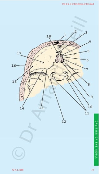 The A to Z of the Bones of the Skull




                    eill
                  aN
                   nd
                ma
       rA


                                                           CAVITIES OF THE SKULL
©D




© A. L. Neill                                        72
 