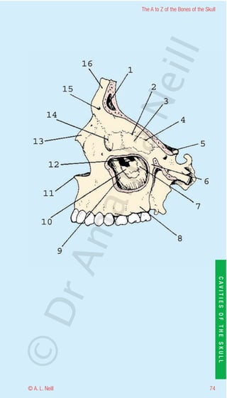 The A to Z of the Bones of the Skull




                    eill
                  aN
                   nd
                ma
       rA


                                                           CAVITIES OF THE SKULL
©D




© A. L. Neill                                        74
 