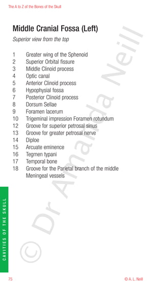 The A to Z of the Bones of the Skull




                             Middle Cranial Fossa (Left)




                                                                       eill
                             Superior view from the top

                             1      Greater wing of the Sphenoid
                             2      Superior Orbital fissure
                             3      Middle Clinoid process




                                                               aN
                             4      Optic canal
                             5      Anterior Clinoid process
                             6      Hypophysial fossa
                             7      Posterior Clinoid process
                             8      Dorsum Sellae
                             9      Foramen lacerum
                                                     nd
                             10     Trigeminal impression Foramen rotundum
                             12     Groove for superior petrosal sinus
                             13     Groove for greater petrosal nerve
                             14     Diploe
                                                  ma

                             15     Arcuate eminence
                             16     Tegmen typani
                             17     Temporal bone
                             18     Groove for the Parietal branch of the middle
                                    Meningeal vessels
                                       rA
CAVITIES OF THE SKULL




                        ©D




                        75                                                         © A. L. Neill
 