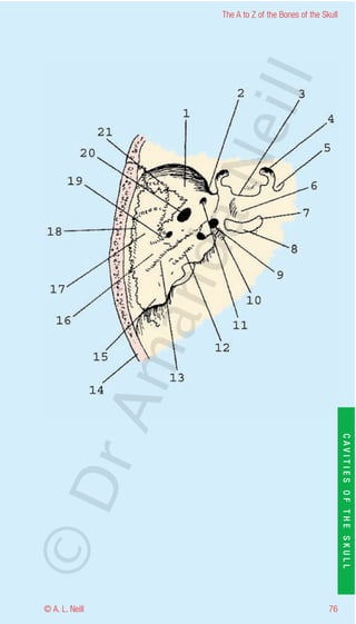 The A to Z of the Bones of the Skull




                    eill
                  aN
                   nd
                ma
       rA


                                                           CAVITIES OF THE SKULL
©D




© A. L. Neill                                        76
 