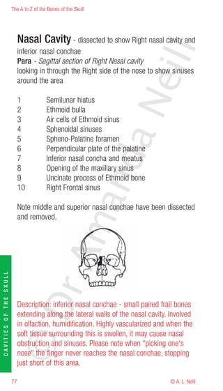 The A to Z of the Bones of the Skull




                             Nasal Cavity - dissected to show Right nasal cavity and




                                                                        eill
                             inferior nasal conchae
                             Para - Sagittal section of Right Nasal cavity
                             looking in through the Right side of the nose to show sinuses
                             around the area




                                                               aN
                             1           Semilunar hiatus
                             2           Ethmoid bulla
                             3           Air cells of Ethmoid sinus
                             4           Sphenoidal sinuses
                             5           Spheno-Palatine foramen
                             6           Perpendicular plate of the palatine
                                                     nd
                             7           Inferior nasal concha and meatus
                             8           Opening of the maxillary sinus
                             9           Uncinate process of Ethmoid bone
                             10          Right Frontal sinus
                                                  ma

                             Note middle and superior nasal conchae have been dissected
                             and removed.
                                       rA
CAVITIES OF THE SKULL




                        ©D




                             Description: inferior nasal conchae - small paired frail bones
                             extending along the lateral walls of the nasal cavity. Involved
                             in olfaction, humidification. Highly vascularized and when the
                             soft tissue surrounding this is swollen, it may cause nasal
                             obstruction and sinuses. Please note when "picking one's
                             nose" the finger never reaches the nasal conchae, stopping
                             just short of this area.

                        77                                                          © A. L. Neill
 