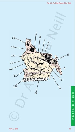 The A to Z of the Bones of the Skull




                    eill
                  aN
                   nd
                ma
       rA


                                                           CAVITIES OF THE SKULL
©D




© A. L. Neill                                        80
 