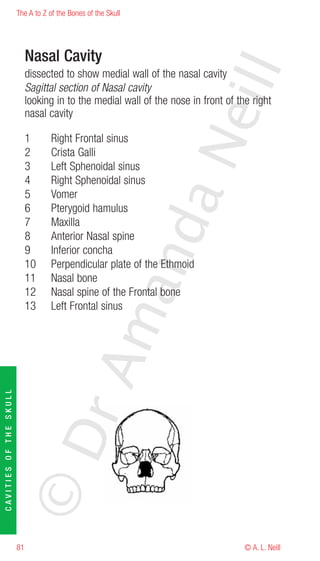 The A to Z of the Bones of the Skull




                             Nasal Cavity




                                                                         eill
                             dissected to show medial wall of the nasal cavity
                             Sagittal section of Nasal cavity
                             looking in to the medial wall of the nose in front of the right
                             nasal cavity

                             1      Right Frontal sinus




                                                               aN
                             2      Crista Galli
                             3      Left Sphenoidal sinus
                             4      Right Sphenoidal sinus
                             5      Vomer
                             6      Pterygoid hamulus
                             7      Maxilla
                                                     nd
                             8      Anterior Nasal spine
                             9      Inferior concha
                             10     Perpendicular plate of the Ethmoid
                             11     Nasal bone
                                                  ma

                             12     Nasal spine of the Frontal bone
                             13     Left Frontal sinus
                                       rA
CAVITIES OF THE SKULL




                        ©D




                        81                                                           © A. L. Neill
 