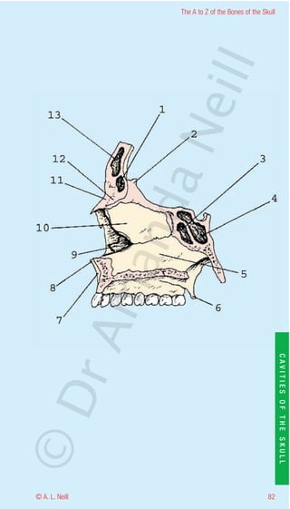 The A to Z of the Bones of the Skull




                    eill
                  aN
                   nd
                ma
       rA


                                                           CAVITIES OF THE SKULL
©D




© A. L. Neill                                        82
 