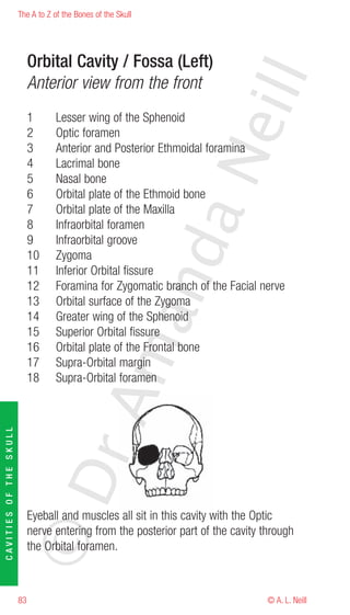 The A to Z of the Bones of the Skull




                             Orbital Cavity / Fossa (Left)




                                                                       eill
                             Anterior view from the front
                             1      Lesser wing of the Sphenoid
                             2      Optic foramen
                             3      Anterior and Posterior Ethmoidal foramina




                                                               aN
                             4      Lacrimal bone
                             5      Nasal bone
                             6      Orbital plate of the Ethmoid bone
                             7      Orbital plate of the Maxilla
                             8      Infraorbital foramen
                             9      Infraorbital groove
                                                     nd
                             10     Zygoma
                             11     Inferior Orbital fissure
                             12     Foramina for Zygomatic branch of the Facial nerve
                             13     Orbital surface of the Zygoma
                                                  ma

                             14     Greater wing of the Sphenoid
                             15     Superior Orbital fissure
                             16     Orbital plate of the Frontal bone
                             17     Supra-Orbital margin
                             18     Supra-Orbital foramen
                                       rA
CAVITIES OF THE SKULL




                        ©D




                             Eyeball and muscles all sit in this cavity with the Optic
                             nerve entering from the posterior part of the cavity through
                             the Orbital foramen.



                        83                                                         © A. L. Neill
 