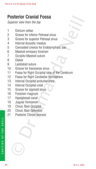 The A to Z of the Bones of the Skull




                             Posterior Cranial Fossa




                                                                      eill
                             Superior view from the top

                             1      Dorsum sellae
                             2      Groove for inferior Petrosal sinus
                             3      Groove for superior Petrosal sinus




                                                               aN
                             4      Internal Acoustic meatus
                             5      Concealed crevice for Endolymphatic sac
                             6      Mastoid emissary foramen
                             7      Occipito-Mastoid suture
                             8      Diploe
                             9      Lambdoid suture
                                                     nd
                             10     Groove for transverse sinus
                             11     Fossa for Right Occipital lobe of the Cerebrum
                             12     Fossa for Right Cerebellar hemisphere
                             13     Internal Occipital proturberance
                             14     Internal Occipital crest
                                                  ma

                             15     Groove for sigmoid sinus
                             16     Foramen magnum
                             17     Hypoglossal canal
                             18     Jugular formamen
                             19     Clivus: Basi-Occipital
                                       rA



                             20     Clivus: Basi-Sphenoid
                             21     Posterior Clinoid process
CAVITIES OF THE SKULL




                        ©D




                        89                                                           © A. L. Neill
 