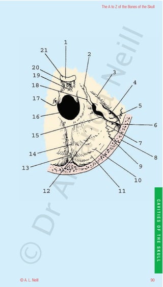 The A to Z of the Bones of the Skull




                    eill
                  aN
                   nd
                ma
       rA


                                                           CAVITIES OF THE SKULL
©D




© A. L. Neill                                        90
 