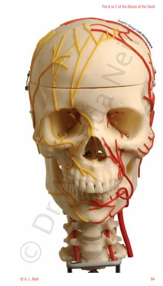 The A to Z of the Bones of the Skull


                              Gra
                                    phi
                                          cD
                                               es
                                                 ign
                                                       Le
                                                         ft
                                                              H




                    eill
                                                              em
                                                                is
                                                                   ph
                                                                     er e
                  aN
                   nd
                ma
       rA
©D




© A. L. Neill                                                         94
 
