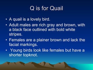 Q is for Quail A quail is a lovely bird. Adult males are rich gray and brown, with a black face outlined with bold white stripes.  Females are a plainer brown and lack the facial markings. Young birds look like females but have a shorter topknot.  