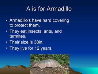 A is for Armadillo Armadillo's have hard covering to protect them. They eat insects, ants, and termites. Their size is 30in. They live for 12 years. 