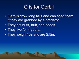 G is for Gerbil  Gerbils grow long tails and can shed them if they are grabbed by a predator. They eat nuts, fruit, and seeds. They live for 4 years. They weigh 4oz and are 2.5in. 