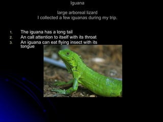 Iguana large arboreal lizard I collected a few iguanas during my trip. The iguana has a long tail An call attention to itself with its throat An iguana can eat flying insect with its tongue 