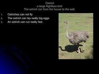 Ostrich a large flightless bird The ostrich ran from the house to the well. Ostriches can not fly The ostrich can lay really big eggs An ostrich can run really fast 