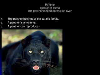 Panther cougar or puma The panther leaped across the river. The panther belongs to the cat the family.  A panther is a mammal  A panther can reproduce 