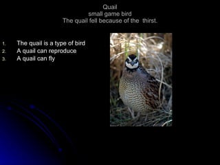 Quail small game bird The quail fell because of the  thirst. The quail is a type of bird A quail can reproduce A quail can fly 