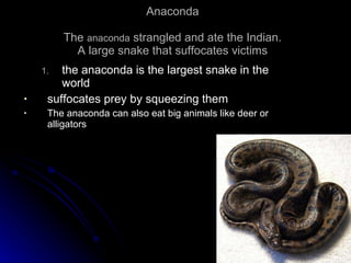 Anaconda The  anaconda  strangled and ate the Indian. A large snake that suffocates victims the anaconda is the largest snake in the world suffocates prey by squeezing them The anaconda can also eat big animals like deer or alligators 