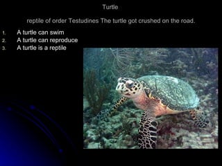 Turtle  reptile of order Testudines The turtle got crushed on the road. A turtle can swim A turtle can reproduce A turtle is a reptile 