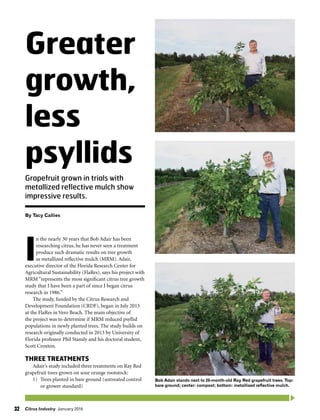 Citrus Industry January 201632
I
n the nearly 30 years that Bob Adair has been
researching citrus, he has never seen a treatment
produce such dramatic results on tree growth
as metallized reflective mulch (MRM). Adair,
executive director of the Florida Research Center for
Agricultural Sustainability (FlaRes), says his project with
MRM “represents the most significant citrus tree growth
study that I have been a part of since I began citrus
research in 1986.”
The study, funded by the Citrus Research and
Development Foundation (CRDF), began in July 2013
at the FlaRes in Vero Beach. The main objective of
the project was to determine if MRM reduced psyllid
populations in newly planted trees. The study builds on
research originally conducted in 2013 by University of
Florida professor Phil Stansly and his doctoral student,
Scott Croxton.
THREE TREATMENTS
Adair’s study included three treatments on Ray Red
grapefruit trees grown on sour orange rootstock:
1)	 Trees planted in bare ground (untreated control
or grower standard)
Greater
growth,
less
psyllids
Grapefruit grown in trials with
metallized reflective mulch show
impressive results.
By Tacy Callies
Bob Adair stands next to 20-month-old Ray Red grapefruit trees. Top:
bare ground; center: compost; bottom: metallized reflective mulch.
 