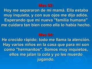 Mes 02: Hoy me separaron de mi mamá. Ella estaba muy inquieta, y con sus ojos me dijo adiós. Esperando que mi nueva "familia humana" me cuidara tan bien como ella lo había hecho.   Mes 04: He crecido rápido; todo me llama la atención. Hay varios niños en la casa que para mí son como "hermanitos". Somos muy inquietos, ellos me jalan la cola y yo les muerdo jugando. 