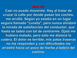 Mes 20: Casi no puedo moverme. Hoy al tratar de cruzar la calle por donde pasan los coches, me arrolló. Según yo estaba en un lugar seguro llamado "cuneta", pero nunca olvidaré la mirada de satisfacción del conductor, que hasta se ladeó con tal de centrarme. Ojalá me hubiera matado, pero sólo me dislocó la cadera. El dolor es terrible, mis patas traseras no me responden y con dificultades me arrastré hacia un poco de hierba a ladera del camino. 