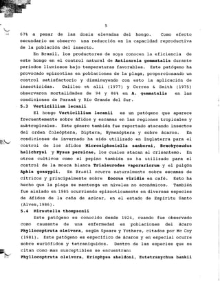 ,., 5
~
;j 67% a pesar de las dosis elevadas del hongo. Como efecto
secundario se observo una reduccion en la capacidad reproductiva
de la poblacion del insecta.
En Brasil, los productores de soya COllaGen la eficiencia de
este hongo en el control natural de Anticarsia gemmatalis durante
periodos lluviosos bajo temperaturas favorables. Este pat6geno ha
provocado epizootias en poblaci,ones de la plaga, proporcionando un
control satisfactorio y disminuyendo con esto la aplicacion de
insecticidas. Galileo et alii (1977) y Correa & Smith (1975)
observaron mortalidades de 94 y 88% en A. gemmatalis en las
condiciones de Parana y Rio Grande del Sur. j
,5.3 Verticillium lecanii !
El hongo Verticillium lecanii es un pat6geno que aparece
frecuentemente sabre afidos y escamas en las regiones tropicales y
subtropicales. Este genera tambien file reportado atacando insectos
del orden Coleoptera, Diptera, Hymenoptera y sabre acaros. En
~,t,,~ condiciones de invernado ha sido utilizado en Inglaterra para el
~"C control de log afidos Microsiphoniella sanborni, Brachycaudus
helichrysi y Mysus persicae, log cuales atacan al crisantemo. En
otros cul ti vas c::.omo el pepj.no tambien se ha utilizado para el
control de la mosca blanca Trialeurodes vaporariorum y el pulgon
Aphis gossypii. En Brasil ocurre naturalmente sabre escamas de
citricos y principalmente sabre Eoccus viridis en cafe. ~~sto ha
hecho que la plaga se mantenga en niveles no economicos. Tambien
file aislado en 1985 ocurriendo epizooticamente en diversas especies
de afidos de la cana de azucar, en el estado de Espiritu Santo
(Alves,1986).
5.4 Hirsutella thompsonii
Este patogeno es conocido desde 1924, cuando file observado
como causante de una enfermedad en poblaciones del acaro
Phyllocoptruta oleivora, segunSpeare y Yothers, citados par Mc Coy
(1981). Este patogeno es especifico de acaros y en especial ocurre
sabre euriofidos y tetraniquidos. Dentro de las especies que se
II~ citan como mas susceptibles se encuentran:
~':~; Phyllocoptruta oleivora, Eriophyes sheldoni, Eutetranychus bankii
 
