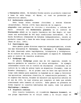 i
I
6 IJ
Y Panonychus citri. En Estados Unidos existe un producto comercial 8M j
a base de este hongo, el Mycar, el cual es producido par ;
Laboratorios Abbott.
5.5 Aschersonia aleyrodis. 1
Este hongo ataca escamas (Coccidae) y moscas blancas
(Aleyrodidae). Ferron (1978) hace menci6n de la especie
aleyrodis como pat6geno de c6ccidos y alerodidos, e informa del
exito obtenido con Aschersonia placenta en el control de
Dialeurodes citri en la regi6n Caucasica del Mar Negro, el cual
causa una mortalidad de 90% bajo condiciones favorables. En la
Uni6n Sovietica (Comunidad de Estados Independientes) , existe un
producto comercial a base de este hongo conocido como "Aseronija"
j
(Kuno et alii, 1982). .!'
5.6 Paecilomyces spp. IIi
Este genera posee diversas especies entomopatogenicas, siendo ]
lag mas frecuentes P. farinosus, P. tenuipes y P. fumosoroseus.
Ha sido observado sabre Lepid6pteros, Cole6pteros y Orth6pteros. -J
En el cultivo del arroz, se ha investigado la especie P. lilacinus
para el control de insectos acuaticos.
5.1 Cordyceps spp
El genera Cordyceps posee mas de 150 especies, siendo la
mayoria parasita de insectos y de otros artr6podos. Un ejemplo
interesante ocurre con el control de chicharras (Cicadidae) en el
cultivo de la calla de azticar tanto en Argentina (Tucuman), como en
Ecuador (Guayaquil). En el primer caso se hace una aplicaci6n de
riego cada semana para aumentar la humedad en el campo y favorecer
lag epizootias naturales (Costilla, M. comunicaci6n personal). En 1
el ingenio San Carlos, Ecuador se encontr6 una epizootia natural en
el ana de 1993, la cual elimino par completo el danG que estaba
ocasionando este insecta al cultivo. Este genera se presenta en
forma regular en insectos habitantes del suelo, como log generos
Phyllophaga y Anomala.
5.8 Zoopthora radicans
,
Otro insecta hom6ptero, el cicadelido Empoasca kraemeri, es 'j',;~!
una plaga importante en el frijol comtin y el frijol caupi en ~~
t
 