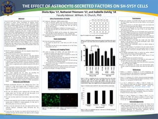 RESEARCH POSTER PRESENTATION DESIGN © 2015
www.PosterPresentations.com
Astrocytes are glial cells located in the central nervous system (CNS) that
are known to secrete various neurotrophic & apoptotic factors.
Experiments conducted using wild type astrocyte conditioned media
(WTACM) on undifferentiated SH-SY5Y cells suggest that a neurotrophic
factor present in the media protected the cells preferentially when
compared to differentiated SH-SY5Y cells. It is unclear whether this factor
was astrocyte-secreted or a component of fetal bovine serum (FBS), which
is used to supplement the growth of the cells. To further investigate the
source of these factors, undifferentiated cells were treated with media from
astrocytes grown with FBS either present in or absent from the media.
While FBS clearly contributed neurotrophic factors which affected the
undifferentiated SH-SY5Y cells, experimental results indicated the
presence of an astrocyte-secreted factor that induced cell death.
Fractionation experiments were conducted to narrow down the size of the
factor and the results suggest the presence of neurotrophic factors that
weigh below 50kDa and between 50 and 100kDa as well as a cell-death
inducing factor that weighs between 50 and 100kDa. Future research aims
to identify the nature of these astrocyte-derived neurotrophic factors and
cell-death inducing factor.
Abstract
Introduction
❖ To make the >50kDa and >100kDa retentate media:
➢ 12mL of WTACM without serum was placed into the Amicon
Ultra-15 centrifugal filter unit tube with an ultracel-50 membrane
and the Amicon Ultra-15 centrifugal filter unit tube with an
ultracel-100 membrane.
➢ The tubes were centrifuged at 5,000rpm for 30 minutes at 23°C.
➢ The filter from each tube was removed and 5mL of DMEM F-12
was added to it.
➢ After mixing the DMEM with the retentate, the resulting media
from each filter was then transferred to a 14mL centrifuge tube.
❖ The media left in the Amicon tube and was considered the <50kDa and
<100kDa filtrate media.
Ultra-fractionation of media
Figure 1: There is a significant increase in cell death between the cells treated
with the less than 50kDa and greater than 50kDa serum free astrocyte-
conditioned media and the greater than 100kDa serum free astrocyte
conditioned media (*). There is a noticeable decrease in cell death in the cells
treated with the >50kDa and >100kDa astrocyte-conditioned media with serum.
Results
Conclusions
❖ There was a decrease in cell death when the cells were treated with
WTACM without serum that was less than 50kDa as well as greater
than 50kDa.
❖ There was an increase in cell death when the cells were treated with
WTACM without serum greater than 100kDa.
❖ Of note, the cell death ratio for cells treated with WTACM without
serum greater than 100kDa was near to that of cells treated with
WTACM without serum.
❖ The results suggest that there are two neurotrophic factors present (one
that is below 50kDa and another that is between 50 and 100kDa) and a
cell-death inducing factor that weighs between 50 and 100kDa.
❖ Cell death decreases in the WTACM without serum that weighs less
than 50kDa because one of the neurotrophic factors is present and the
cell-death inducing factor is absent.
❖ Cell death decreases in the media that weighs more than 50kDa
because of the presence of the second neurotrophic factor, which
blocks the cell-death inducing factor.
❖ Above 100kDa, both neurotrophic factors are absent, causing an
increase in cell death.
❖ There is a high incidence of cell death in the cells treated with WT
ACM without serum because the two neurotrophic factors of interest
inhibit each other, leaving the cell-death inducing factor to remain
unchecked.
❖ Two possible neurotrophic factors of interest are nuclear erythroid
factor 2 (Nrf2) and vasoactive intestinal peptide (VIP).
➢ VIP weighs below 50kDa and Nrf2 weighs between 50 and
100kDa.
➢ Also, both factors are secreted by astrocytes.
❖ Additionaly, there is the decrease in cell death for cells treated with
WTACM with serum that is above 50kDa and 100kDa.
➢ This suggests the neurotrophic factor from FBS which is protceting
the cells weighs above 100kDa.
❖ There is no significance are treated with heat-inactivated media,
thereby it cannot be determined whether these factors are heat labile or
not.
References
1. Biedler J. L., Helson L., Spengler B. A. (1973). Morphology and
growth, tumorigenicity, and cytogenetics of human neuroblastoma cells
in continuous culture. Cancer Research, 33, 2643–2652.
1. Jones, E. V., & Bouvier, D. S. (2014). Astrocyte-secreted matricellular
proteins in CNS remodelling during development and disease. Neural
Plasticity, 1-12. doi.org/10.1155/2014/321209
1. Li, J., Lee, Y., Johansson, H. J., Mäger, I., Vader, P., Nordin, J. Z.
(2015). Serum-free culture alters the quantity and protein composition
of neuroblastoma-derived extracellular vesicles. Journal of
Extracellular Vesicles, 4. http://dx.doi.org/10.3402/jev.v4.26883
1. Morell, M., Souza-Moreira, L., & Gonzalez-Rey, E. (2012). VIP in
neurological diseases: more than a neuropeptide. Endocrine, Metabolic,
& Immune Disorders-Drug Tragets, 12, 323-332.
1. Wang, X. J., Sun, Z., Villeneuve, N. F., Zhang, S., Zhao, F., Li, Y...&
Zhang, D. D. (2008). Nrf2 enhances resistance of cancer cells to
chemotherapeutic drugs, the dark side of Nrf2. Carcinogenesis, 29(6),
1235-43. doi: 10.1093/carcin/bgn095.
Acknowledgements
❖ We would like to extend thanks to our mentor, Dr. Church, for his
support and guidance with the research condcuted. We would also like
to thank Thomas Naragon for his help with data analysis as well as
conducting some of the experiments. Lastly, we would like to thank the
Chemistry department, the Neuroscience department, and the
Interdisciplinary program for funding our research.
❖ SH-SY5Y human neuroblastoma cells were originally obtained from a
human metastatic neuroblastoma1.
❖ The cell line currently used is a thrice cloned cell line1.
❖ Previous research conducted with SH-SY5Y cells and astrocyte
conditioned media suggested the presence of a cell-death inducing
factor that was possibly heat labile as well as neuroprotective factors.
❖ It was unknown whether the neuroprotective factors that were causing
a decrease in cell death originated from the astrocyte conditioned
media or whether these factors were a component of fetal bovine serum
(FBS), which is a supplement used to enhance the growth of the cells in
culture.
❖ Initial experiments conducted with astrocyte conditioned media with
serum and without serum showed that the cells treated with astrocyte
conditioned media with serum had a higher ratio of cell viability than
those treated with the media without serum.
❖ These results suggested that the serum was providing the
neuroprotective factors that were increasing cell viability.
❖ Since it is known that astrocyte secrete neuroprotective factors,
experiments with ultra-fractionated astrocyte conditioned media
without serum were also conducted to rule out the presence of astrocyte
secreted neuroprotective factors irrespective of FBS neuroprotective
factors.
Faculty Advisor: William. H. Church, PhD
Sheila Njau ‘17, Nathaniel Thiemann ‘17, and Isabella Dahilig ‘18
THE EFFECT OF ASTROCYTE-SECRETED FACTORS ON SH-SY5Y CELLS
Heat Inactivation
Materials and Methods
❖ Human neuroblastoma SH-SY5Y cells, obtained from ATCC, were
cultured in a high serum feeding media of DMEM-F12 without
glutamine, 10% FBS, and 1% PSG for 24 hours in a flask stored at 37
degrees C in an incubator.
❖ The cells were allowed to grow, replacing half of the high serum
feeding media every 48 hours, until the cells had grown to an
approximately 75% density population in the flask.
❖ The cells were then seeded into 24-well plates in high serum feeding
media.
❖ 48 hours after plating the cells, the media was replaced with low serum
feeding media of DMEM-F12 without glutamine, 2% FBS, and 1%
PSG and the plates were fed every 48 hours.
❖ Three or four days afterwards, the cells were treated with the various
wild-type astroicyte conditioned media (WTACM) that was
fractionated.
❖ Twenty-fours later, the plates were stained with the Hoechst and Live
cell/dead cell assays and nine pictures were taken by well to evaluate
cell viability.
Staining and Imaging Plates
❖ For the heat inactivation experiments:
➢ The media was placed into a water bath set at 60°C for thirty
minutes.
➢ The media was then left at room temperature for an hour before
being added to the cells.
❖ In order to evaluate cell viability, cells were stained with a live
cell/dead cell viability assay and a hoechst 33258 assay:
➢ The Live cell/dead cell viability assay is composed of a calcein AM
stain and an ethidium bromide stain.
■The calcein AM stains the live cells a green color and tags cells
that are undergoing intracellular esterase activity.
■The ethidium bromide stains the dead cells a red color and tags
cells that have lost membrane integrity.
➢ The hoechst 33258 assay is composed of a bis-benzimide and tags
apoptotic or necrotic cells.
❖ For imaging purposes, the hoechst stain was used as a marker to ensure
that the cell counts from the live cell/dead cell assay were accurate.
❖ For each 24-well plate, 216 images were taken.
Figure B: Cells tagged by the Calcein
AM stain.
Figure C: Cells tagged by the ethidium
bromide stain
Figure A: Cells tagged by the hoechst 33258 stain.
Figure D: Example of the setup of experimental plate.
Figure 2: There is no significant increase or decrease in cell death among the
various cell media treatments.
Figure 2: Cell death ratios for SH-SY5Y cells treated with heat treated media
Figure 2: Cell death percentages based on percentage of cell death in the control
for SH-SY5Y cells treated with astrocyte-conditioned media with and without
serum
 