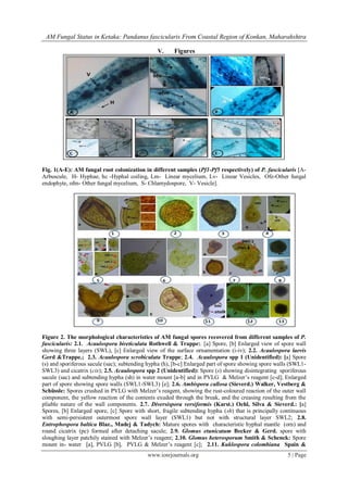 AM Fungal Status in Ketaka: Pandanus fascicularis From Coastal Region of Konkan, Maharahshtra
www.iosrjournals.org 5 | Page
V. Figures
Fig. 1(A-E): AM fungal root colonization in different samples (Pf1-Pf5 respectively) of P. fascicularis [A-
Arbuscule, H- Hyphae, hc -Hyphal coiling, Lm- Linear mycelium, Lv- Linear Vesicles, Ofe-Other fungal
endophyte, ofm- Other fungal mycelium, S- Chlamydospore, V- Vesicle].
Figure 2. The morphological characteristics of AM fungal spores recovered from different samples of P.
fascicularis: 2.1. Acaulospora bireticulata Rothwell & Trappe:. [a] Spore, [b] Enlarged view of spore wall
showing three layers (SWL), [c] Enlarged view of the surface ornamentation (i-iv); 2.2. Acaulospora laevis
Gerd &Trappe.; 2.3. Acaulospora scrobiculata Trappe; 2.4. Acaulospora spp 1 (Unidentified): [a] Spore
(s) and sporiferous sacule (sac); subtending hypha (h), [b-c] Enlarged part of spore showing spore walls (SWL1-
SWL3) and cicatrix (cix); 2.5. Acaulospora spp 2 (Unidentified): Spore (s) showing disintegrating sporiferous
sacule (sac) and subtending hypha (sh) in water mount [a-b] and in PVLG & Melzer’s reagent [c-d]; Enlarged
part of spore showing spore walls (SWL1-SWL3) [e]; 2.6. Ambispora callosa (Sieverd.) Walker, Vestberg &
Schüssle: Spores crushed in PVLG with Melzer’s reagent, showing the rust-coloured reaction of the outer wall
component, the yellow reaction of the contents exuded through the break, and the creasing resulting from the
pliable nature of the wall components. 2.7. Diversispora versiformis (Karst.) Oehl, Silva & Sieverd.: [a]
Spores, [b] Enlarged spore, [c] Spore with short, fragile subtending hypha (sh) that is principally continuous
with semi-persistent outermost spore wall layer (SWL1) but not with structural layer SWL2; 2.8.
Entrophospora baltica Blaz., Madej & Tadych: Mature spores with characteristic hyphal mantle (orn) and
round cicatrix (pc) formed after detaching sacule; 2.9. Glomus etunicatum Becker & Gerd. spore with
sloughing layer patchily stained with Melzer’s reagent; 2.10. Glomus heterosporum Smith & Schenck: Spore
mount in- water [a], PVLG [b], PVLG & Melzer’s reagent [c]; 2.11. Kuklospora colombiana Spain &
 