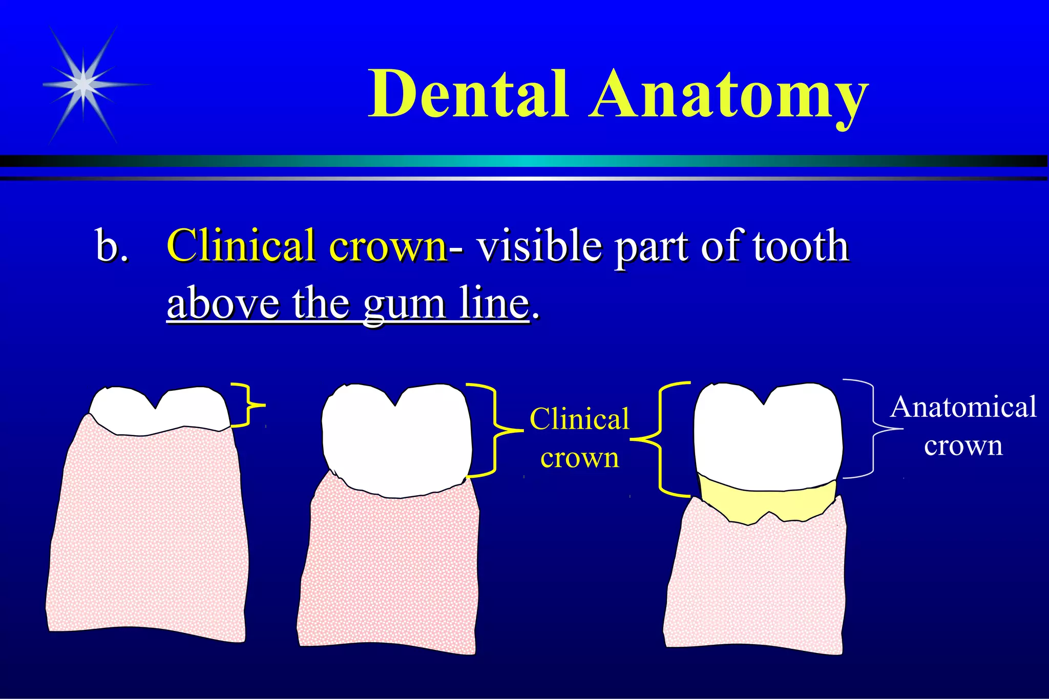 Verona Dental Presents Dental Anatomy By Jim Emms | PPT
