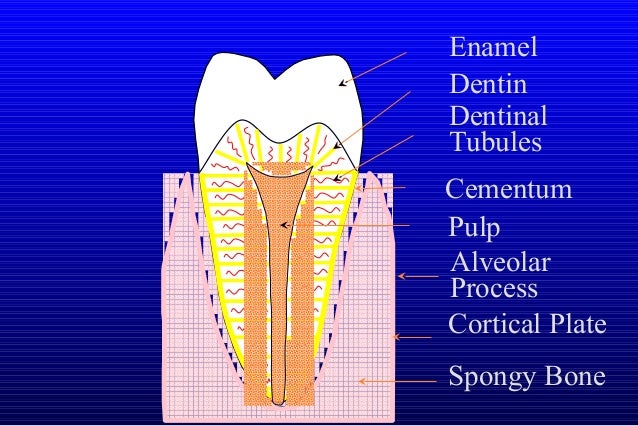 Verona Dental Presents Dental Anatomy By Jim Emms