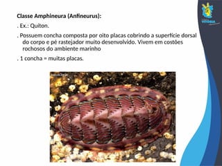Classe Amphineura (Anfineurus):
. Ex.: Quíton.
. Possuem concha composta por oito placas cobrindo a superfície dorsal
do corpo e pé rastejador muito desenvolvido. Vivem em costões
rochosos do ambiente marinho
. 1 concha = muitas placas.
 