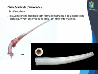 Classe Scaphoda (Escafópodes)
. Ex.: Dentalium.
. Possuem concha alongada com forma semelhante à de um dente de
elefante. Vivem enterrados na areia, em ambiente marinho.
 