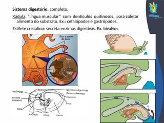 Sistema digestório: completo.
Rádula: “língua muscular” com dentículos quitinosos, para coletar
alimento do substrato. Ex.: cefalópodes e gastrópodes.
Estilete cristalino: secreta enzimas digestivas. Ex. bivalvos
 