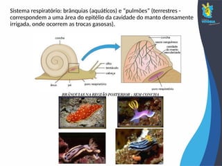 Sistema respiratório: brânquias (aquáticos) e “pulmões” (terrestres -
correspondem a uma área do epitélio da cavidade do manto densamente
irrigada, onde ocorrem as trocas gasosas).
 
