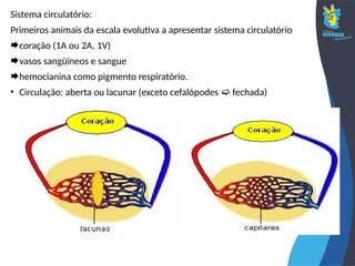 Sistema circulatório:
Primeiros animais da escala evolutiva a apresentar sistema circulatório
coração (1A ou 2A, 1V)
vasos sangüíneos e sangue
hemocianina como pigmento respiratório.
• Circulação: aberta ou lacunar (exceto cefalópodes  fechada)
 