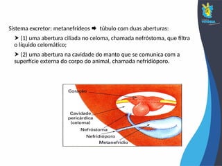 Sistema excretor: metanefrídeos  túbulo com duas aberturas:
 (1) uma abertura ciliada no celoma, chamada nefróstoma, que filtra
o líquido celomático;
 (2) uma abertura na cavidade do manto que se comunica com a
superfície externa do corpo do animal, chamada nefridióporo.
 