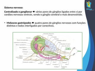 Sistema nervoso:
Centralizado e ganglionar  vários pares de gânglios ligados entre si por
cordões nervosos ventrais, sendo o gânglio cerebral o mais desenvolvido.
• Moluscos gastrópodes  quatro pares de gânglios nervosos com funções
distintas e todos interligados por conectivos.
 