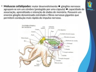 • Moluscos cefalópodes: maior desenvolvimento  gânglios nervosos
agrupam-se em um cérebro (protegido por uma cápsula)  capacidade de
associação, aprendizado e retenção de dados de memória. Possuem um
enorme gânglio denominado estrelado e fibras nervosas gigantes que
permitem condução mais rápida do impulso nervoso.
 