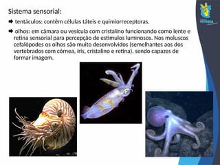 Sistema sensorial:
 tentáculos: contêm células táteis e quimiorreceptoras.
 olhos: em câmara ou vesícula com cristalino funcionando como lente e
retina sensorial para percepção de estímulos luminosos. Nos moluscos
cefalópodes os olhos são muito desenvolvidos (semelhantes aos dos
vertebrados com córnea, íris, cristalino e retina), sendo capazes de
formar imagem.
 