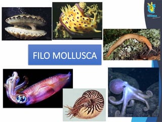FILO MOLLUSCA
 