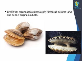 • Bivalves: fecundação externa com formação de uma larva
que depois origina o adulto.
 