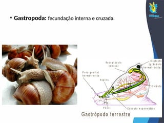 • Gastropoda: fecundação interna e cruzada.
 