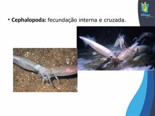 • Cephalopoda: fecundação interna e cruzada.
 