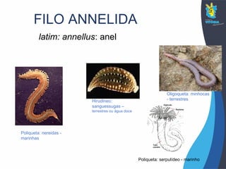 FILO ANNELIDA
latim: annellus: anel
Oligoqueta: minhocas
- terrestres
Poliqueta: nereidas -
marinhas
Hirudineo:
sanguessugas –
terrestres ou água doce
Poliqueta: serpulídeo - marinho
 