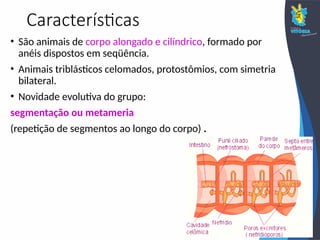 Características
• São animais de corpo alongado e cilíndrico, formado por
anéis dispostos em seqüência.
• Animais triblásticos celomados, protostômios, com simetria
bilateral.
• Novidade evolutiva do grupo:
segmentação ou metameria
(repetição de segmentos ao longo do corpo) .
 