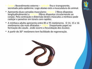 • Corpo: Revestimento externo – cutícula fina e transparente,
secretada pela epiderme. Logo abaixo está a musculatura do animal.
• Apresenta duas camadas musculares: interna ( fibras dispostas
longitudinalmente) e externa (fibras dispostas circularmente ao
corpo). Pela contração e distensão destes músculos a minhoca pode
rastejar e penetrar em túneis com rapidez.
• A minhoca adulta apresenta entre 85 e 95 metâmeros. O 14, 15 e 16
metâmeros são mais dilatados – clitelo (importante papel na
formação do casulo , onde ocorre a fecundação dos óvulos).
• A partir do 30º metâmero tem facilidade de regeneração.
 